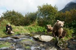 Sám mezi medvědy grizzly obrazok