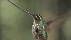 Svět kolibříků obrazok