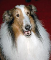 Lassie obrazok