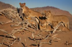 Lvi z Namibijské pouště obrazok