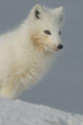Aljaška: Rok v divočině