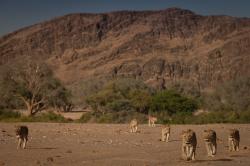 Lvi z Namibijské pouště