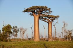 Království divočiny: Madagaskar - laboratoř Země