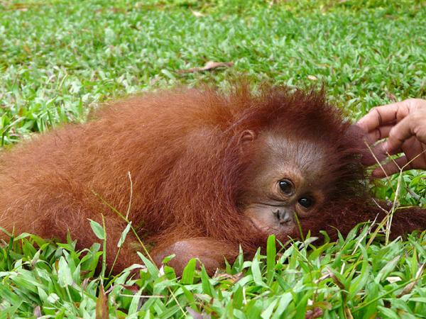 Ostrov orangutanů