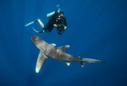 Žralok – Pod hladinou obrazok
