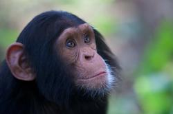 My, chytří primáti