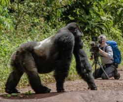 Gorilí tlupa a já obrazok