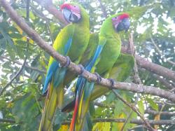 Amazonští papoušci