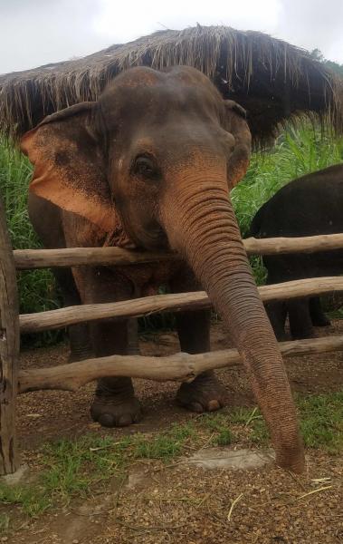 Tajný život slonů