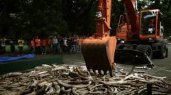 Masakry slonů a nosorožců obrazok