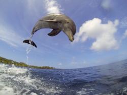 Delfíni očima špionážních kamer obrazok