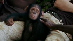 Příběh šimpanzího sirotka obrazok