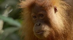 Poslední ráj orangutanů