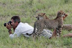 Jak dospívají gepardi obrazok