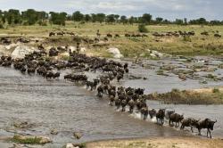 Nomádi ze Serengeti obrazok