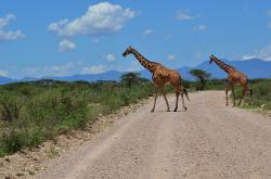 Žirafy: Zapomenutí obři obrazok