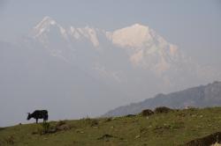 Na cestě po nepálském Langtangu obrazok