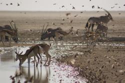 David Attenborough: Afrika obrazok