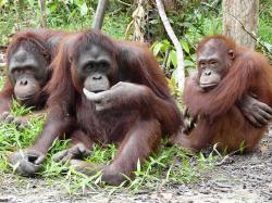 Ostrov orangutanů obrazok