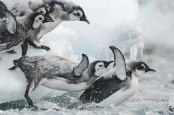 Tajemství Antarktidy obrazok