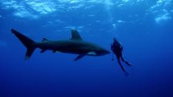 Potápění se žraloky obrazok