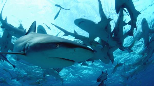 Potápění se žraloky