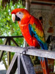 Amazonští papoušci obrazok