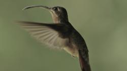 Svět kolibříků