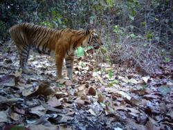 Poslední tygři sumaterští obrazok