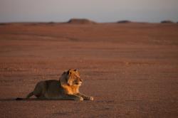 Lvi z Namibijské pouště obrazok