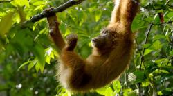 Poslední ráj orangutanů
