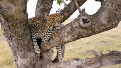 Serengeti - život v národním parku obrazok