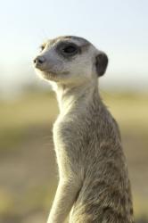 Kráľovstvo surikát