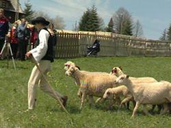 Vyhánění ovcí