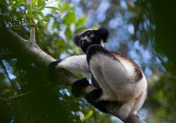 Království divočiny: Madagaskar - laboratoř Země