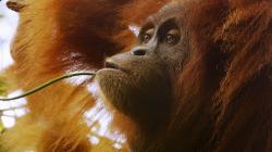 Poslední ráj orangutanů obrazok