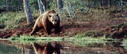Medvedí les obrazok