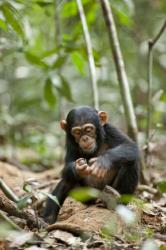 Šimpanz obrazok