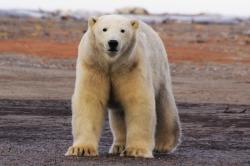 Velké hody ledního medvěda obrazok