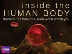 Uvnitř lidského těla