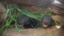 Tajný život tasmánských čertů