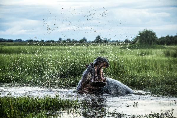Okavango - řeka snů