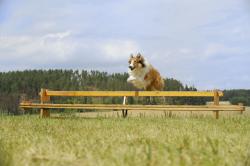 Lassie sa vracia obrazok