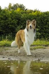 Lassie sa vracia obrazok
