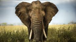Koloběh života: Slon