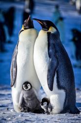 Příběh malého tučňáka obrazok