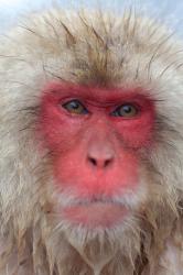 Zázračná planeta: My, chytří primáti (1/3) obrazok
