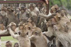 My, chytří primáti