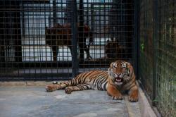 Poslední tygři sumaterští obrazok