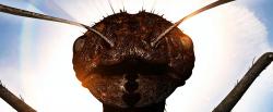 Útok mutantních mravenců obrazok